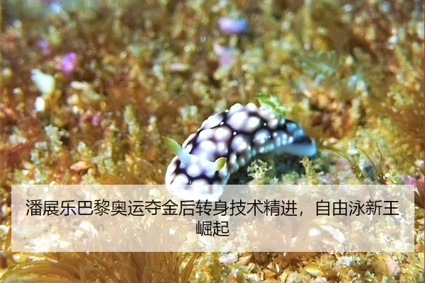 pan-zhan-le-ba-li-ao-yun-duo-jin-hou-zhuan-shen-ji-shu-jing-jin-zi-you-yong-xin-wang-jue-qi-2-796.jpg
